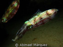 Caribbean Reef Squid, nigth dive, P.R. by Abimael Márquez 